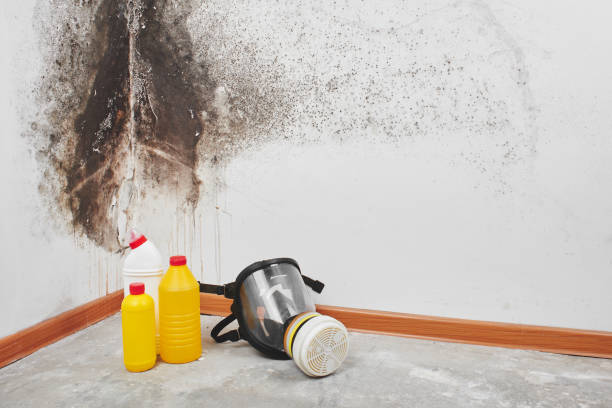 Best Commercial Mold Removal  in Calumet, PA