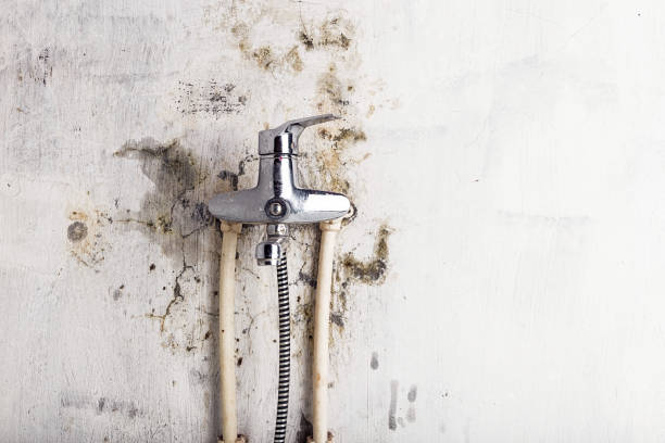 Best Mold Damage Repair  in Calumet, PA