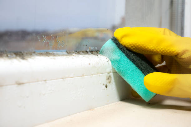 Best Toxic Mold Removal  in Calumet, PA