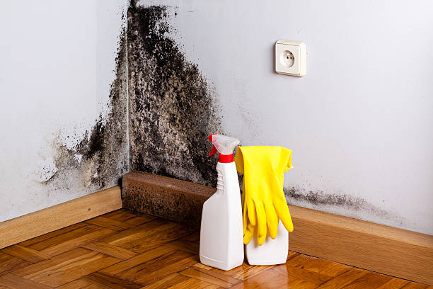 Best Crawl Space Mold Removal  in Calumet, PA