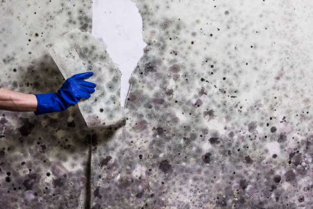 Best Home Mold Removal  in Calumet, PA
