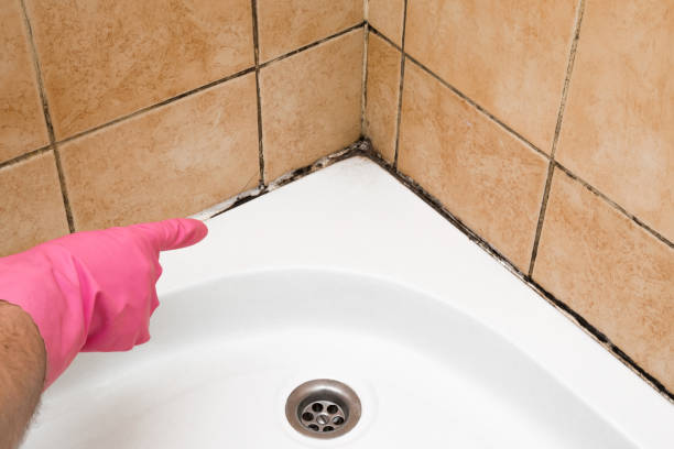 Mold Testing and Removal in Calumet, PA