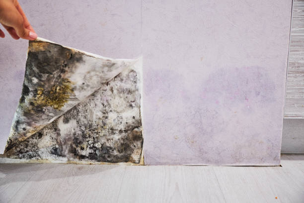 Professional Mold Removal in Calumet, PA